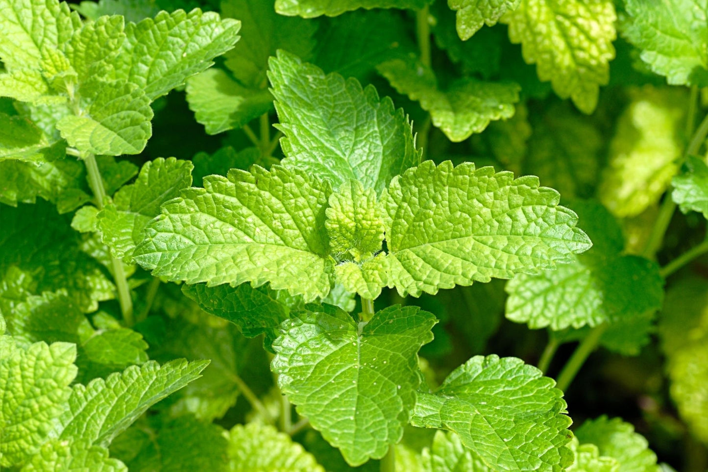 Melissa Essential Oil (Origin Bulgaria)
