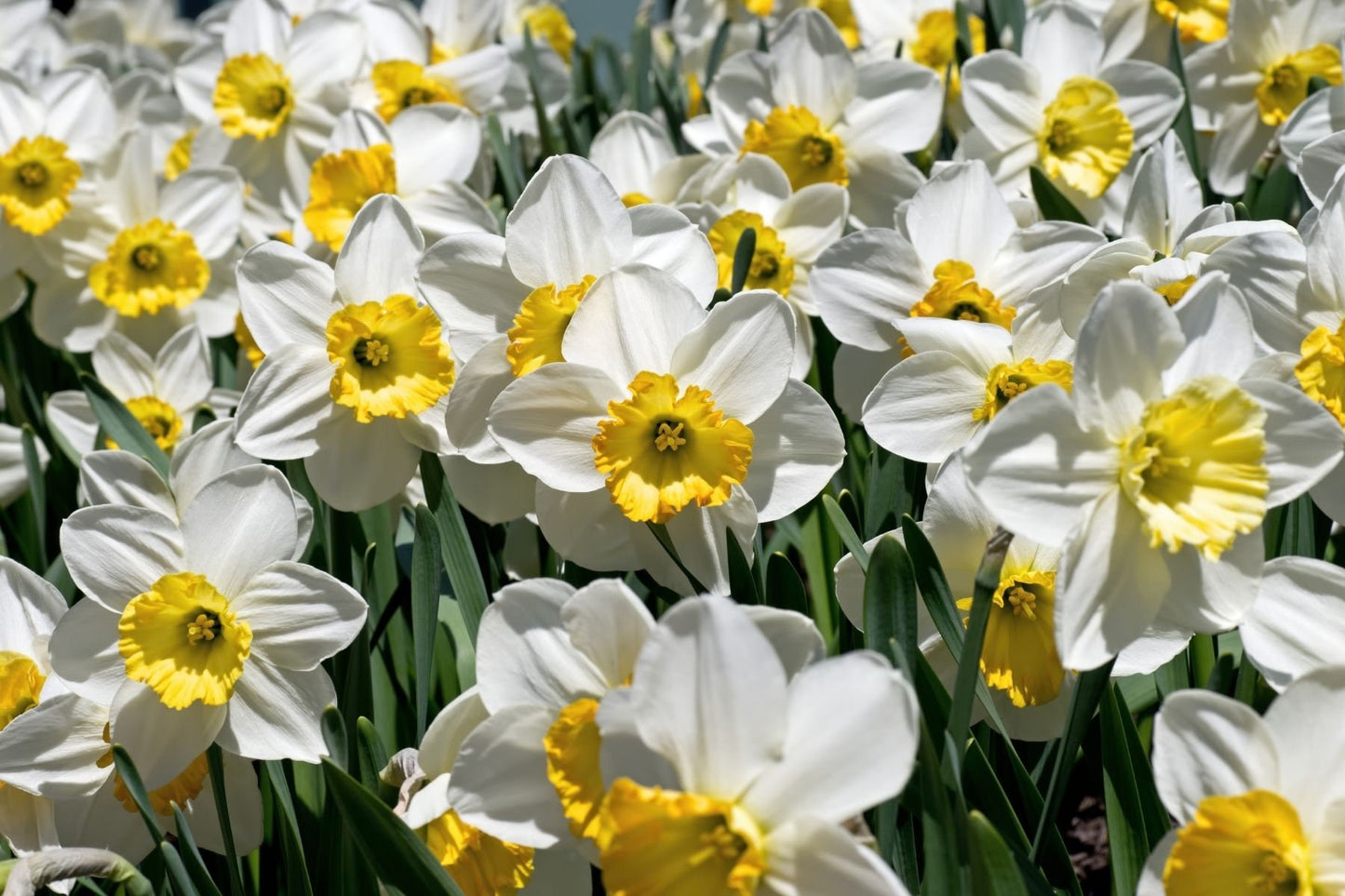 Narcissus Essential Oil / Origin France