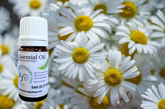 Chamomile Pure Essential Oil / Origin England