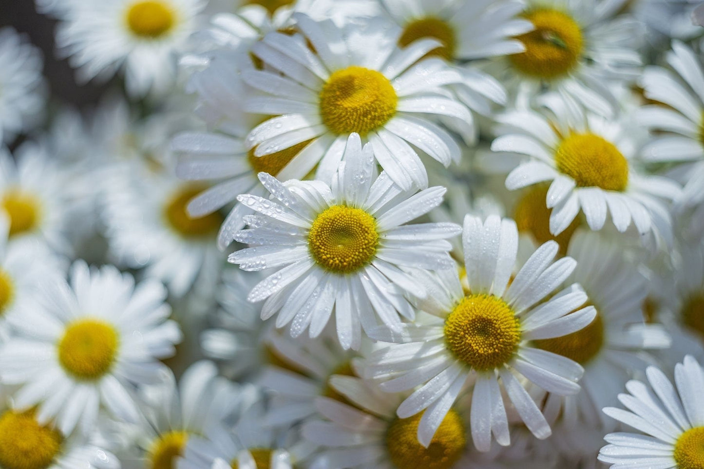 Chamomile Pure Essential Oil / Origin England