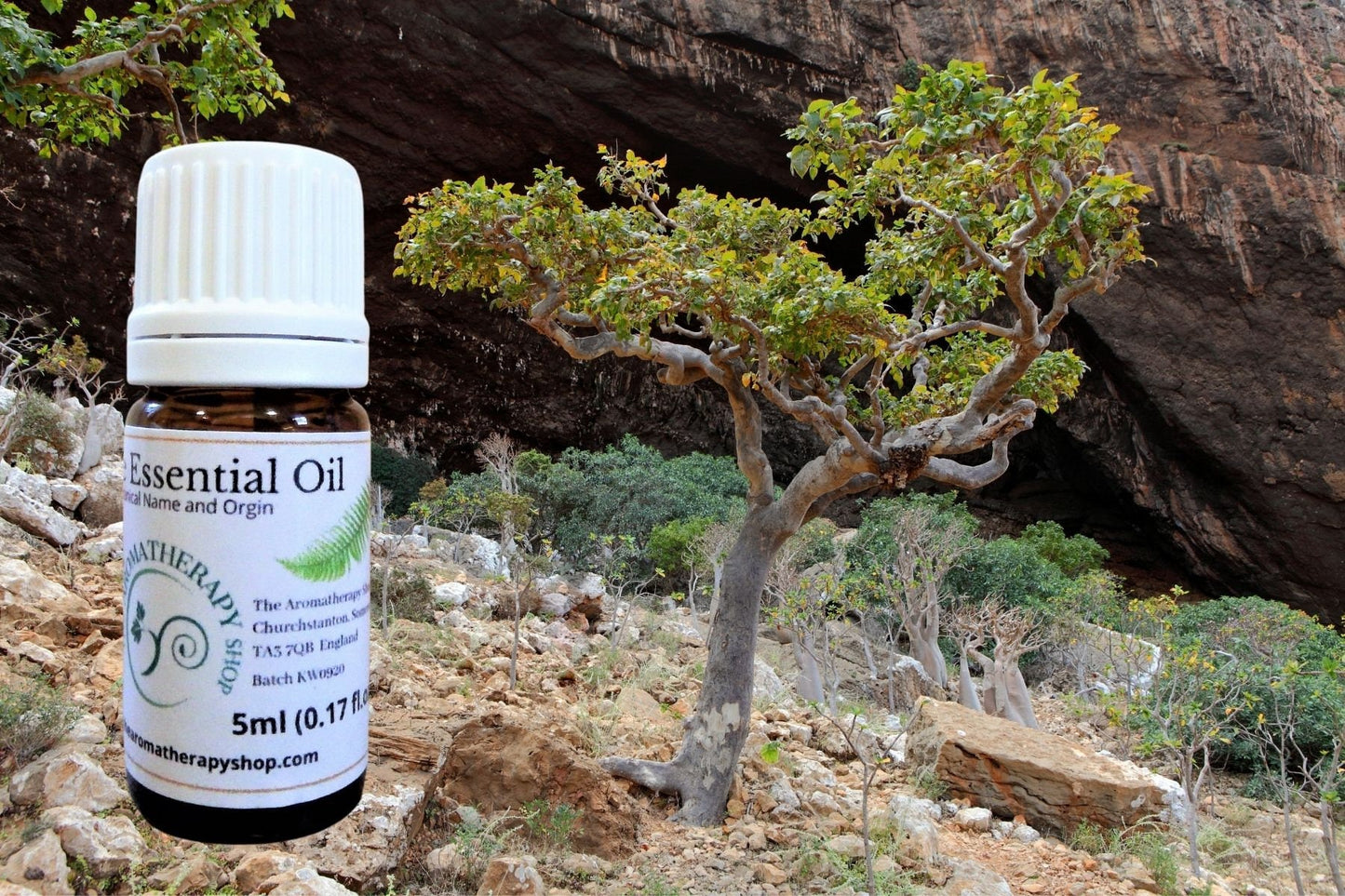 Frankincense Sacra Essential Oil / Organic (Sacred Oil)