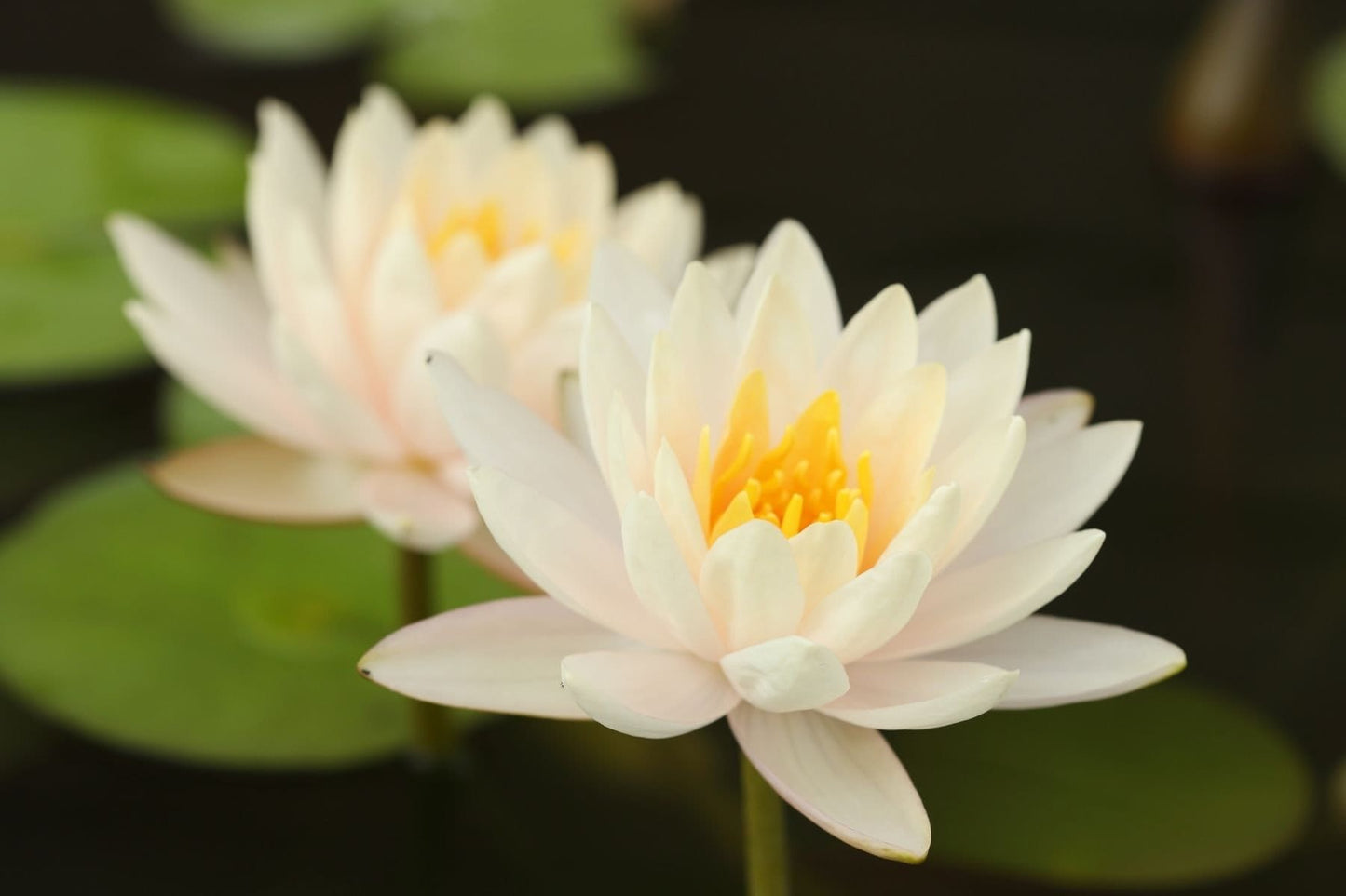 White Lotus Essential Oil / Origin: Northern India