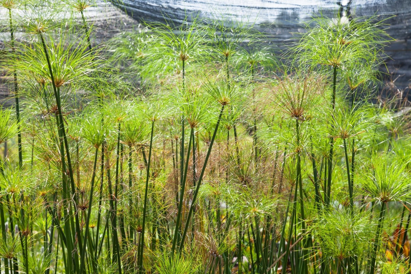 Papyrus Essential Oil / Origin India