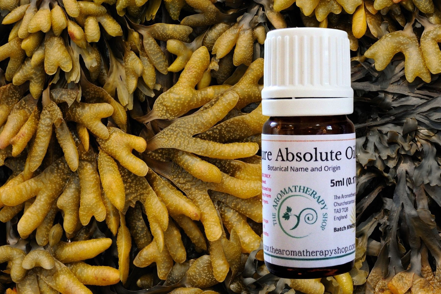 Seaweed Absolute Oil / Origin France