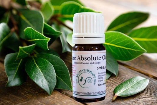 Laurel Leaf Absolute Oil / Origin France