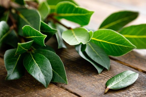 Laurel Leaf Absolute Oil / Origin France