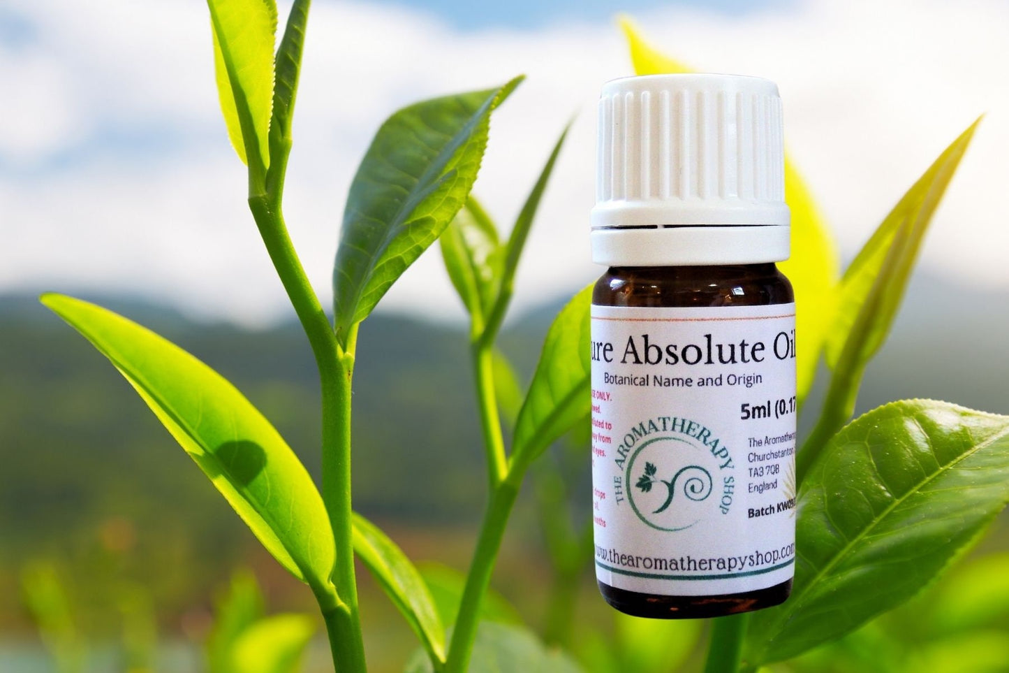 White Tea Absolute Oil / Origin: Northern India