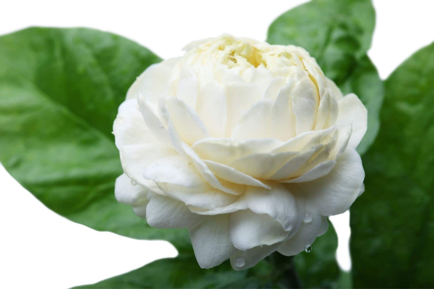 Jasmine Sambac Essential Oil