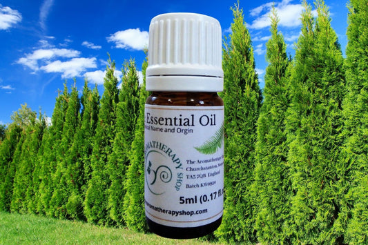 Cypress Essential Oil / Organic (Origin: Spain)