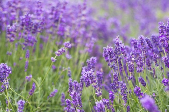 French Lavender Absolute