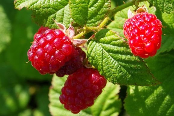 Raspberry Leaf Absolute  / Origin France