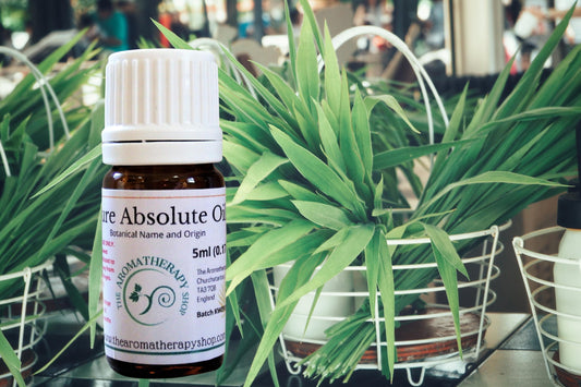 Vetiver Absolute Oil