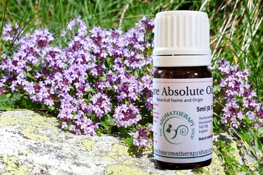 Thyme Absolute Oil / Origin France