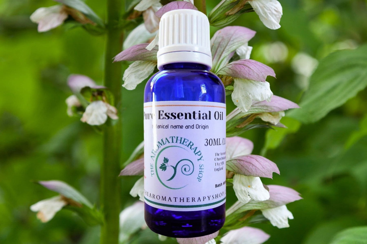 Clary Sage Essential Oil
