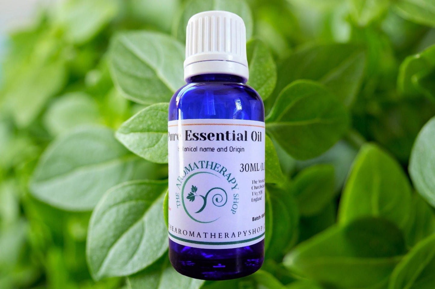 Basil Pure Essential Oil