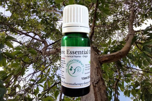 Camphor Pure Essential Oil / Organic