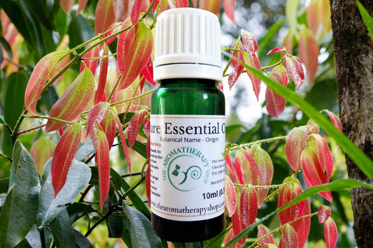 Cinnamon Leaf Pure Essential Oil