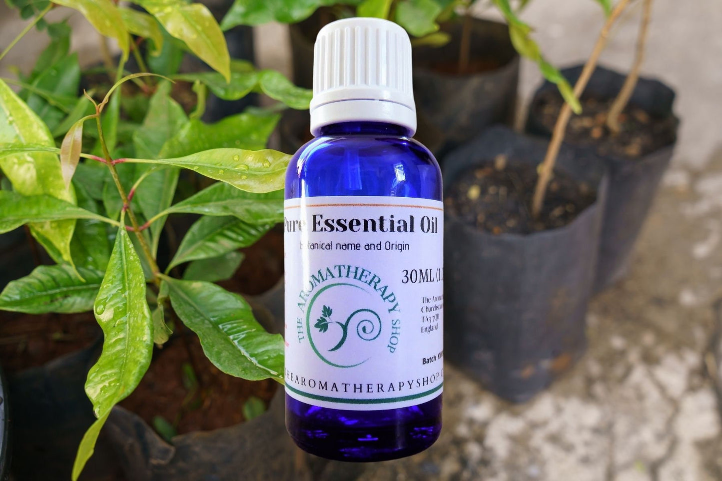 Clove Leaf Pure Essential Oil