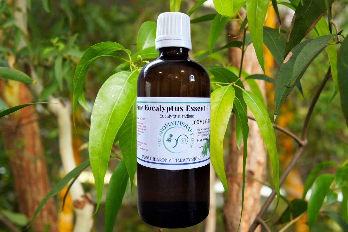 Eucalyptus Pure Essential Oil / Organic