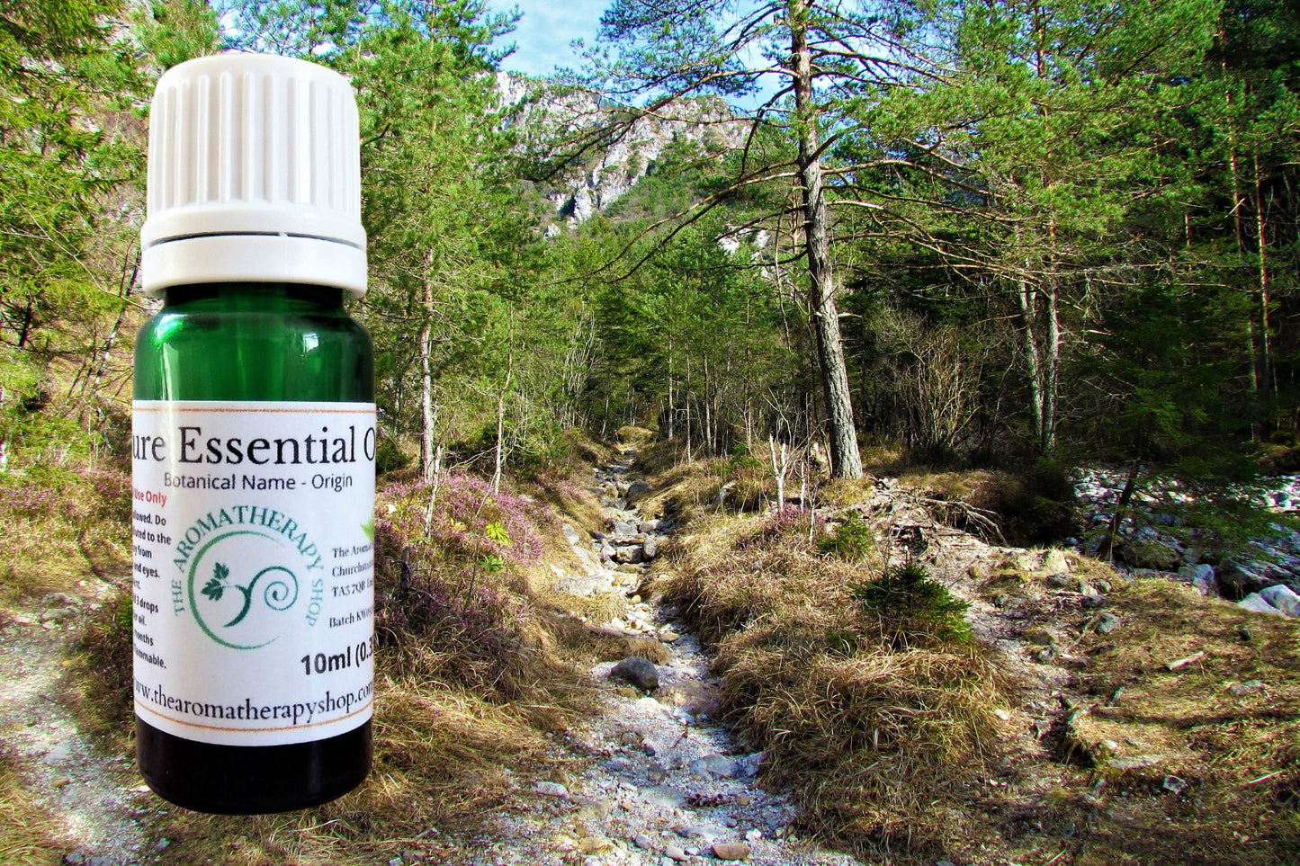 Scots Pine Pure Essential Oil