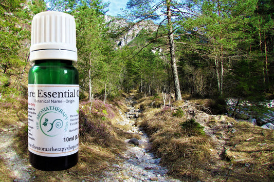 Scots Pine Pure Essential Oil