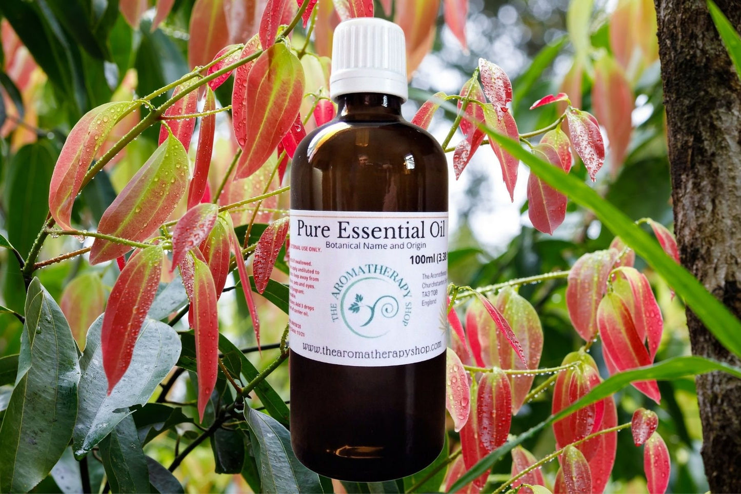 Cinnamon Leaf Pure Essential Oil