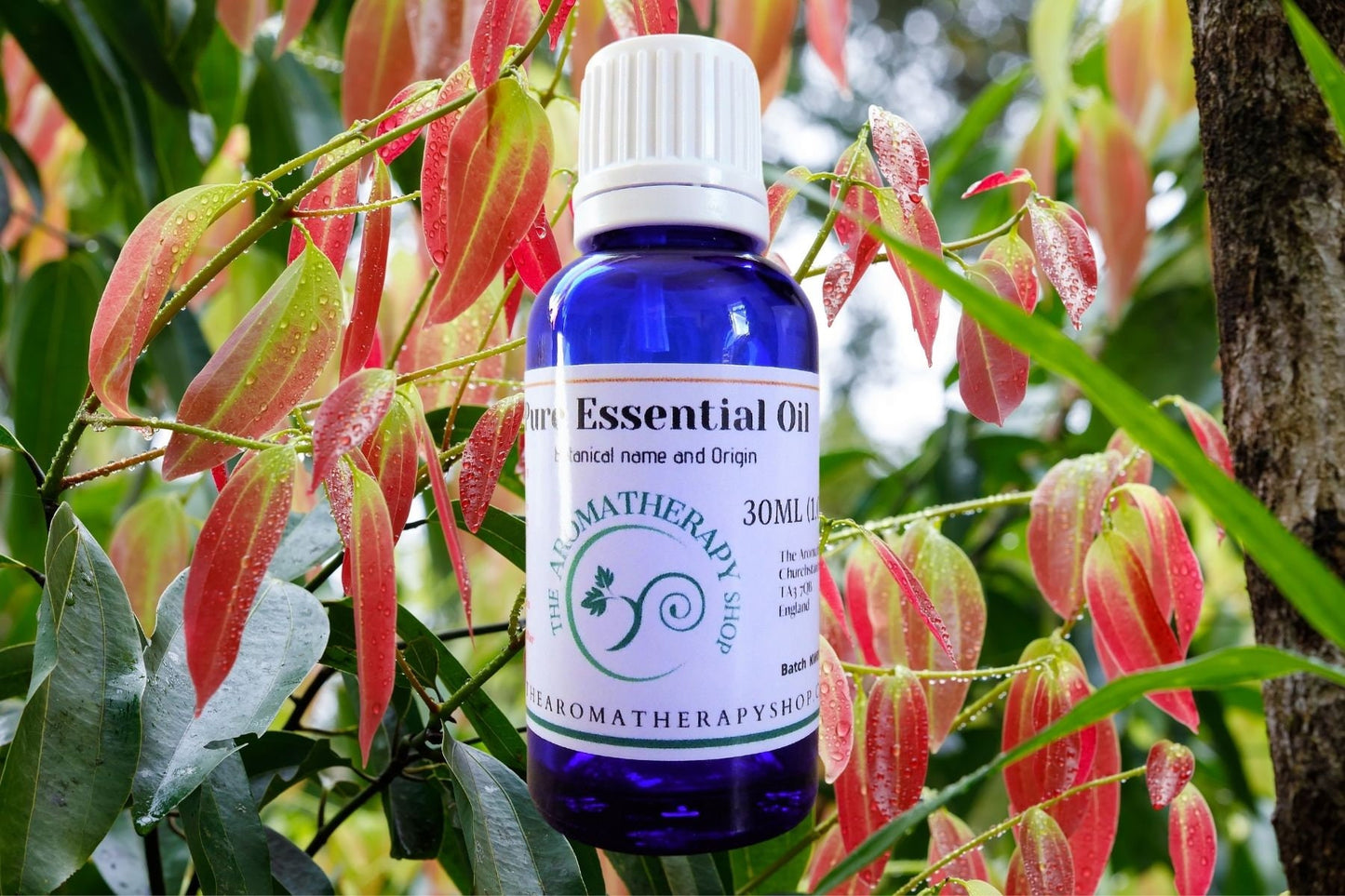 Cinnamon Leaf Pure Essential Oil