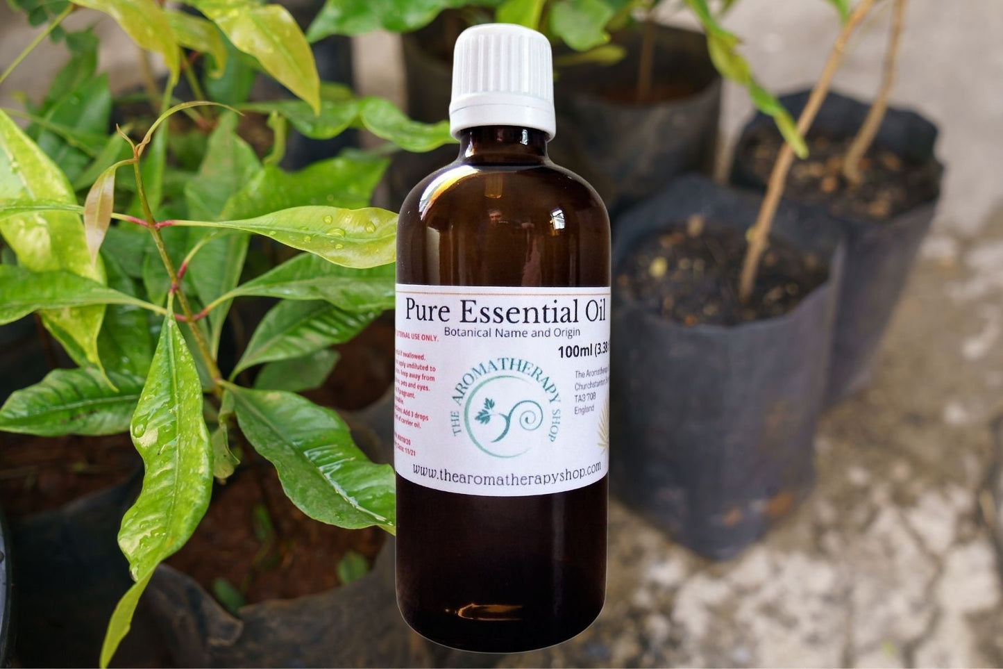 Clove Leaf Pure Essential Oil