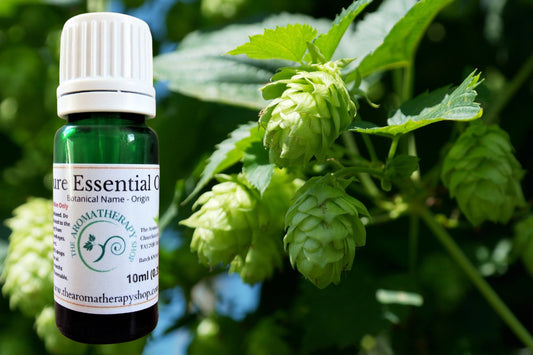 Hop Pure Essential Oil  / Origin USA