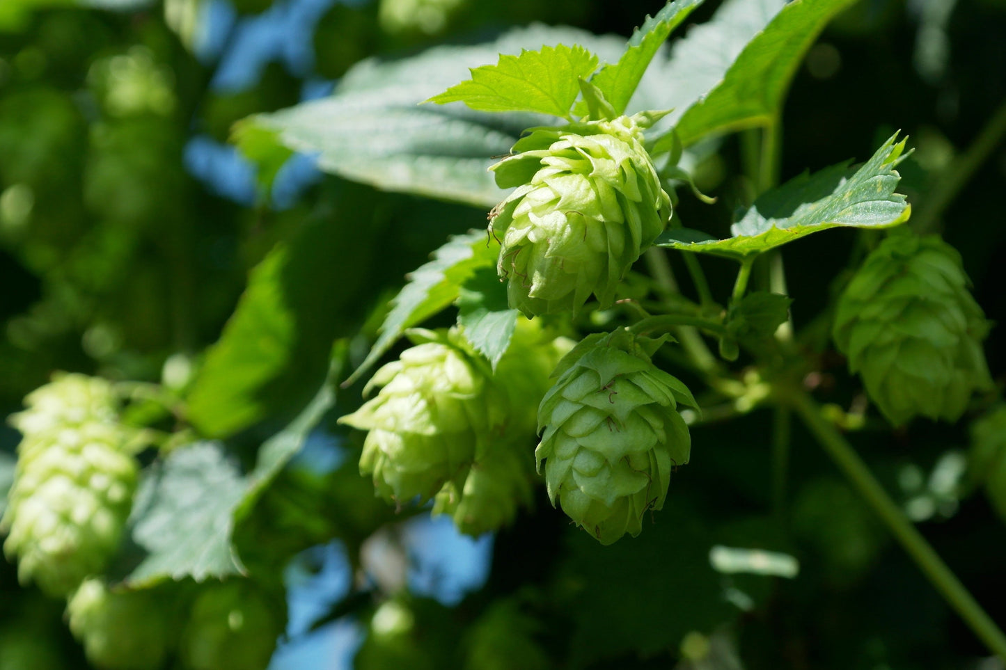 Hop Pure Essential Oil  / Origin USA