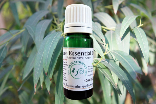 Eucalyptus Pure Essential Oil / Organic