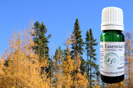 Canadian Black Spruce  Essential Oil