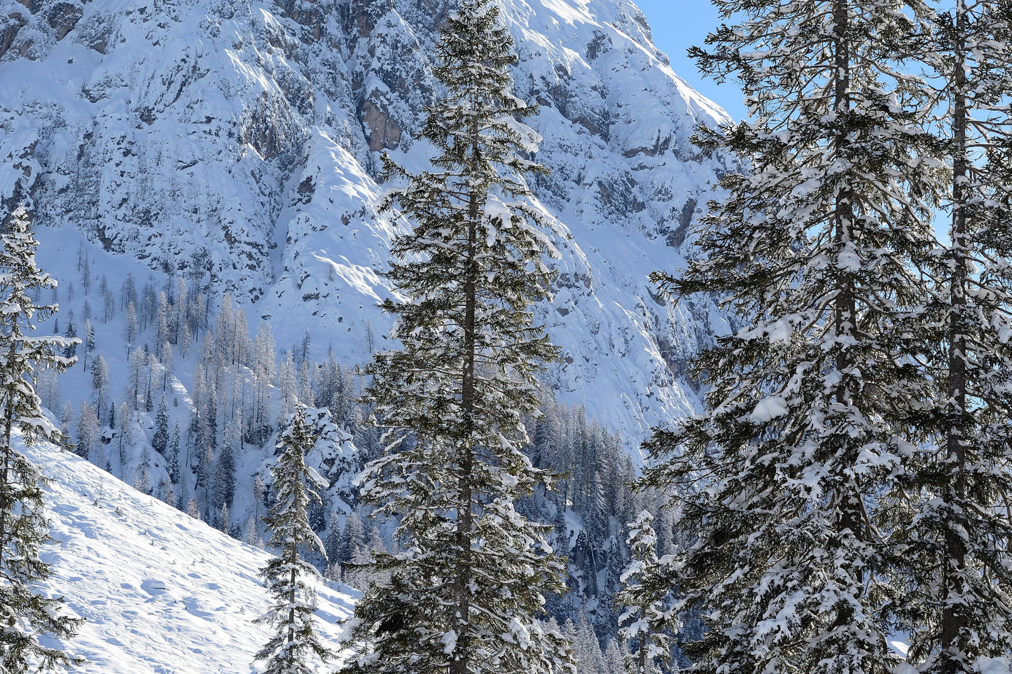 Norway Spruce  Essential Oil / Origin Norway