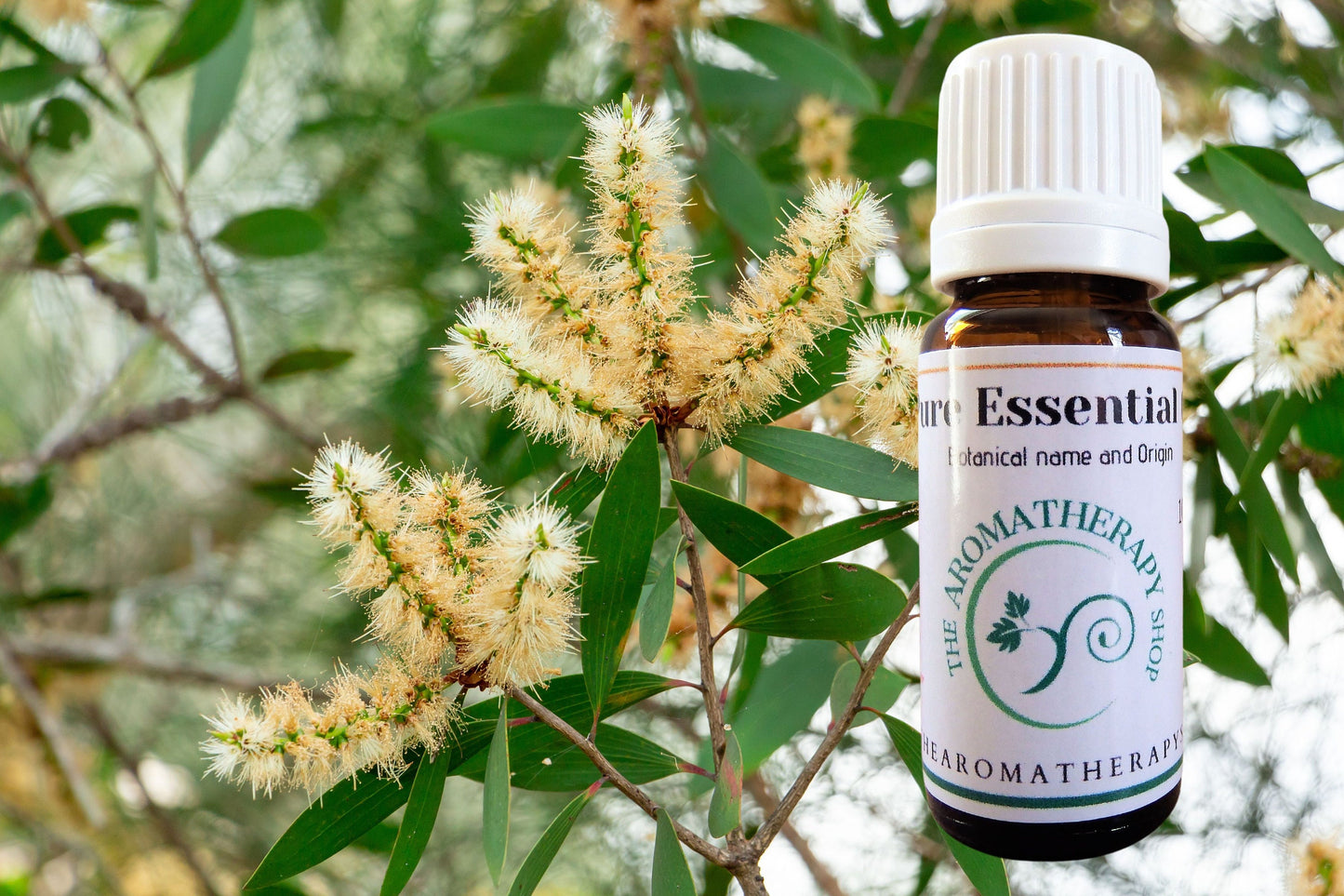 Nerolina Essential Oil • 100% Pure (Melaleuca quinquenervia) • Fresh Floral Aroma • Natural Perfumery & Aromatherapy • UK Bottled