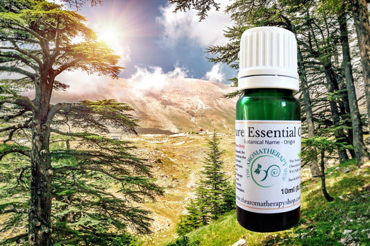 Cedar of Lebanon Pure Essential Oil / Rare and Precious!