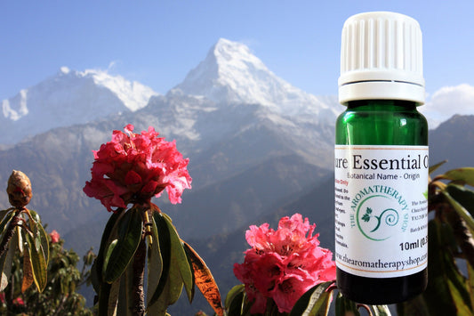 Himalayan Rhododendron Essential Oil / Origin Nepal