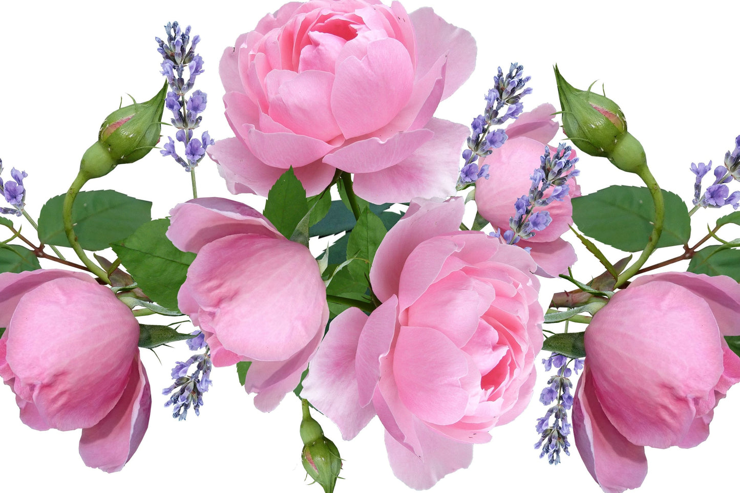 Egyptian Rose Essential Oil