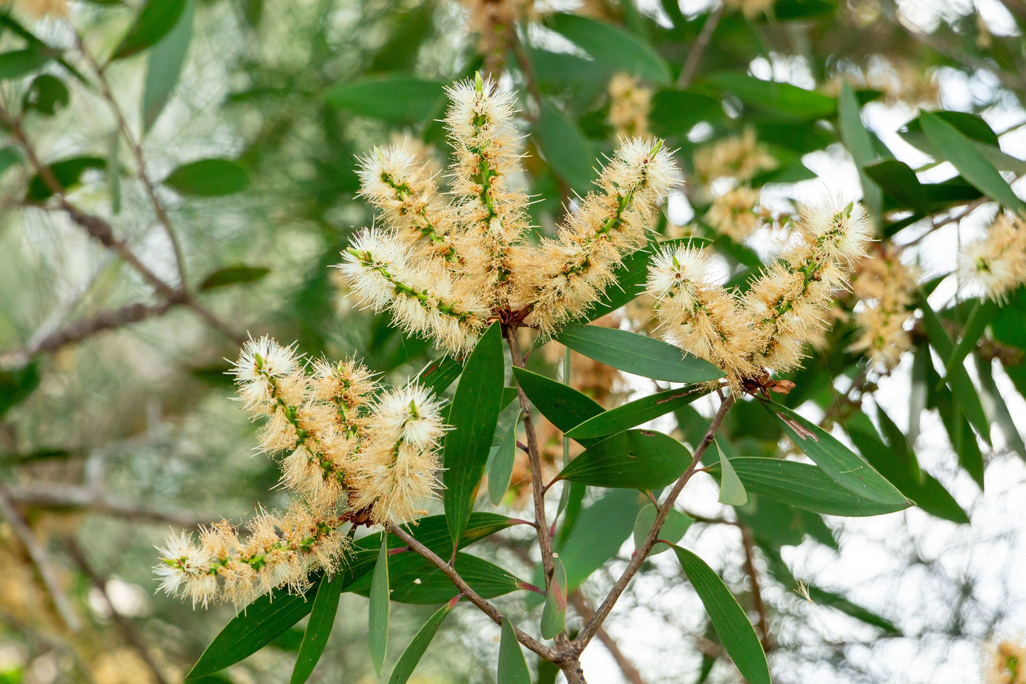 Nerolina Essential Oil • 100% Pure (Melaleuca quinquenervia) • Fresh Floral Aroma • Natural Perfumery & Aromatherapy • UK Bottled