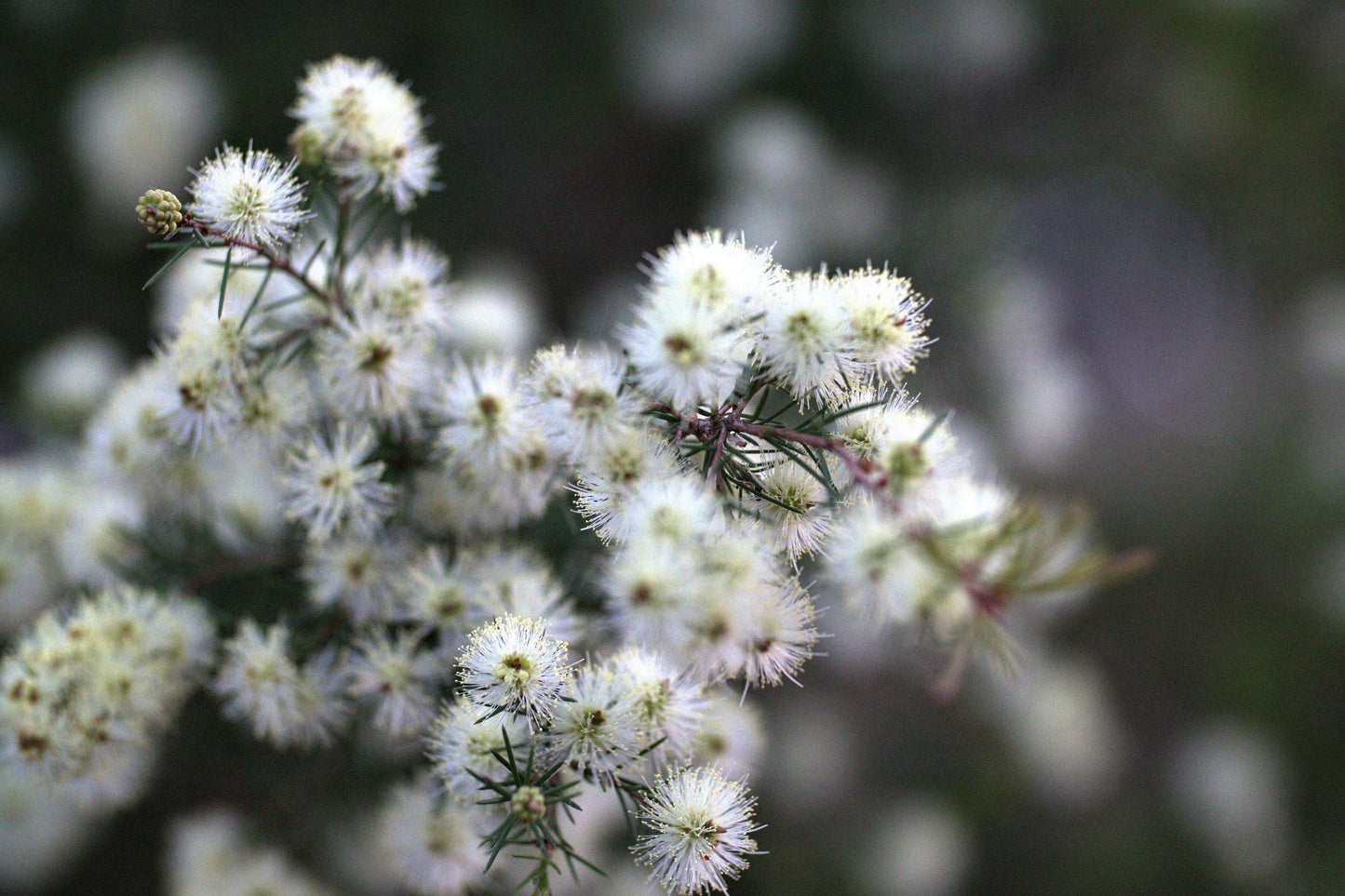 Kunzea (White Cloud) Essential Oil / Origin Tasmania