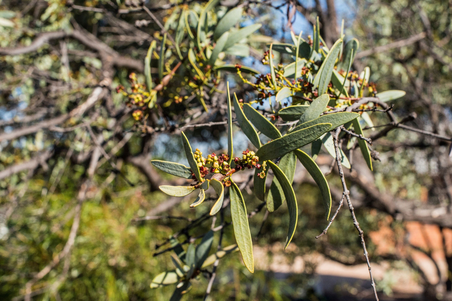 Royal Hawaiian Sandalwood / Origin Hawaii