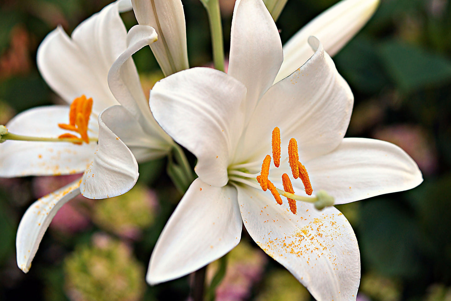 Turkish Lily Pure Essential Oil