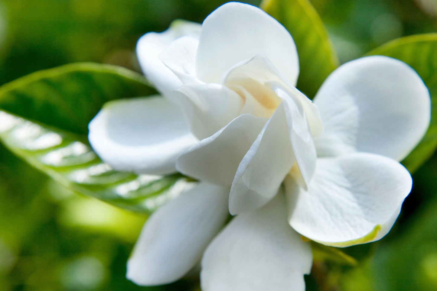 Indian Gardenia Pure Essential Oil / Steam Distilled from the blossoms