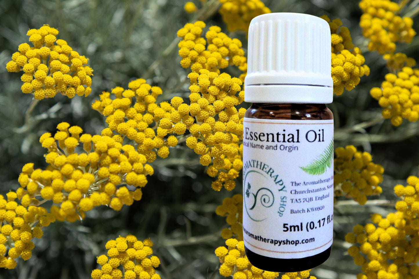 Wild Helichrysum Essential Oil / Origin Madagascar