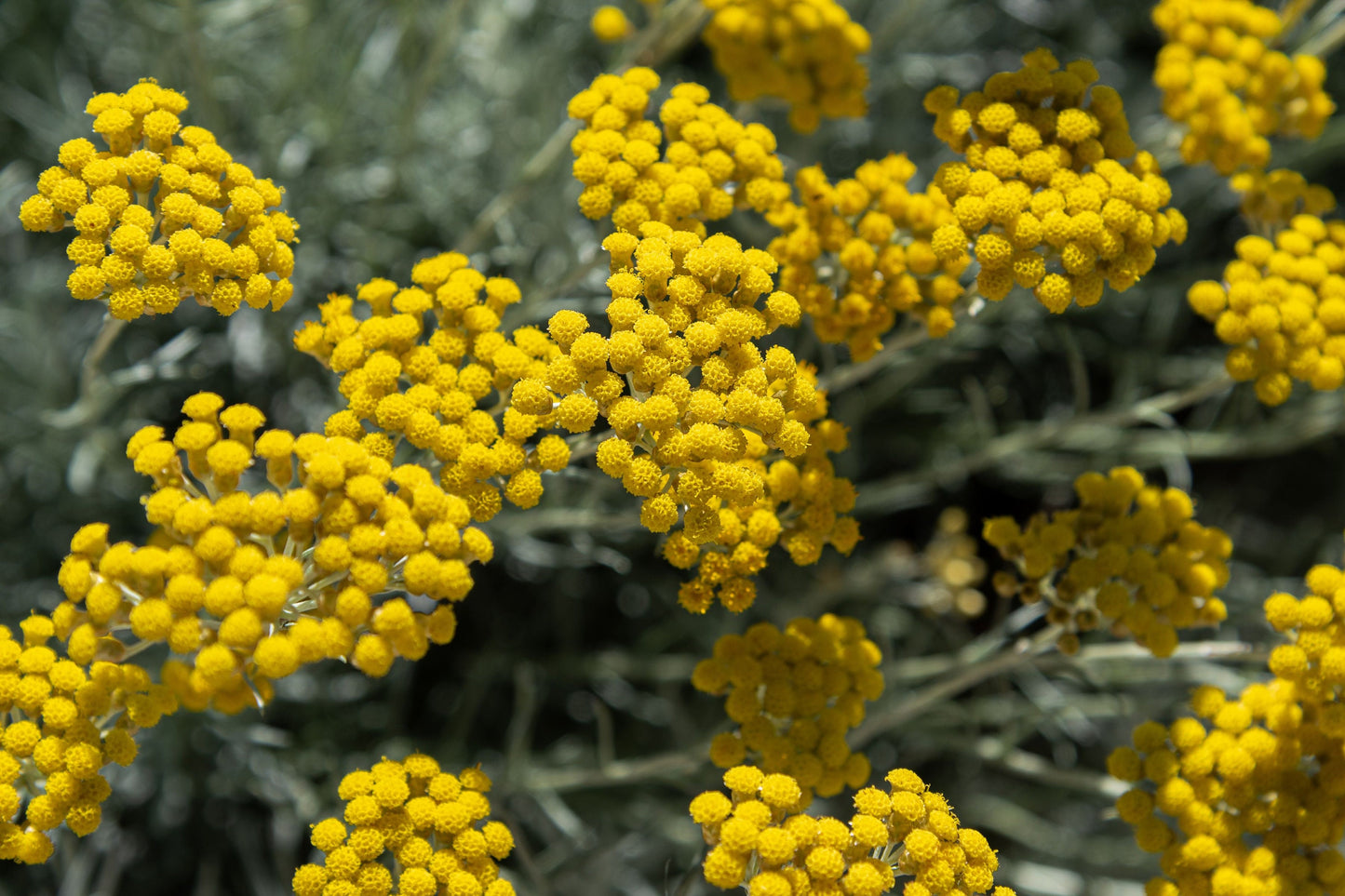 Wild Helichrysum Essential Oil / Origin Madagascar