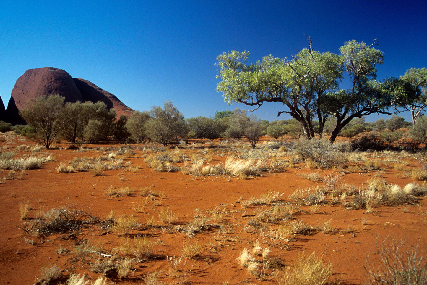Australian Desert Rosewood Essential Oil / Rare