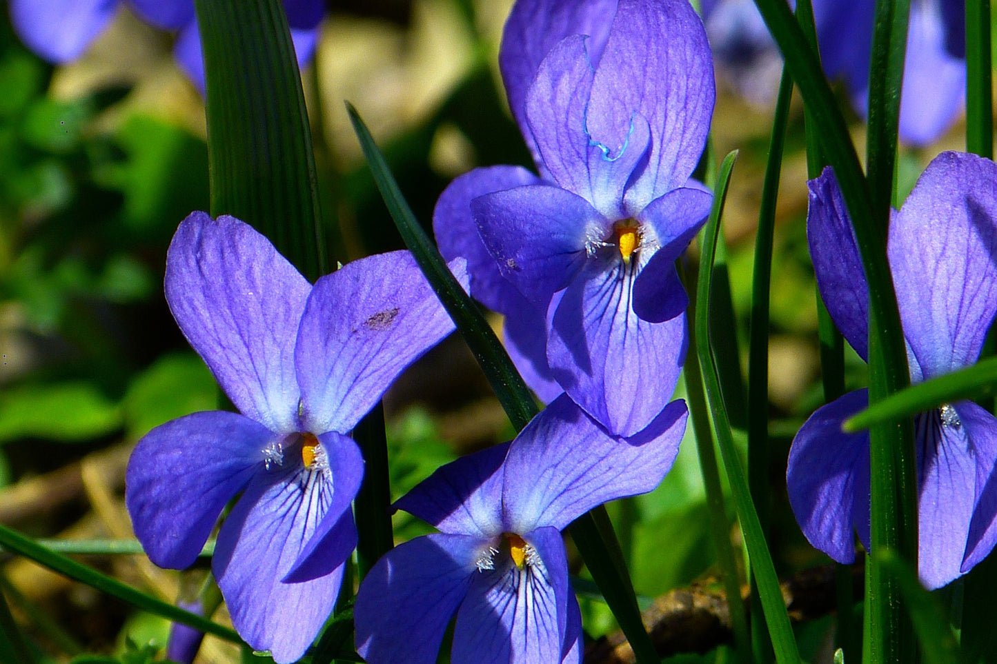 Egyptian Violet Essential Oil