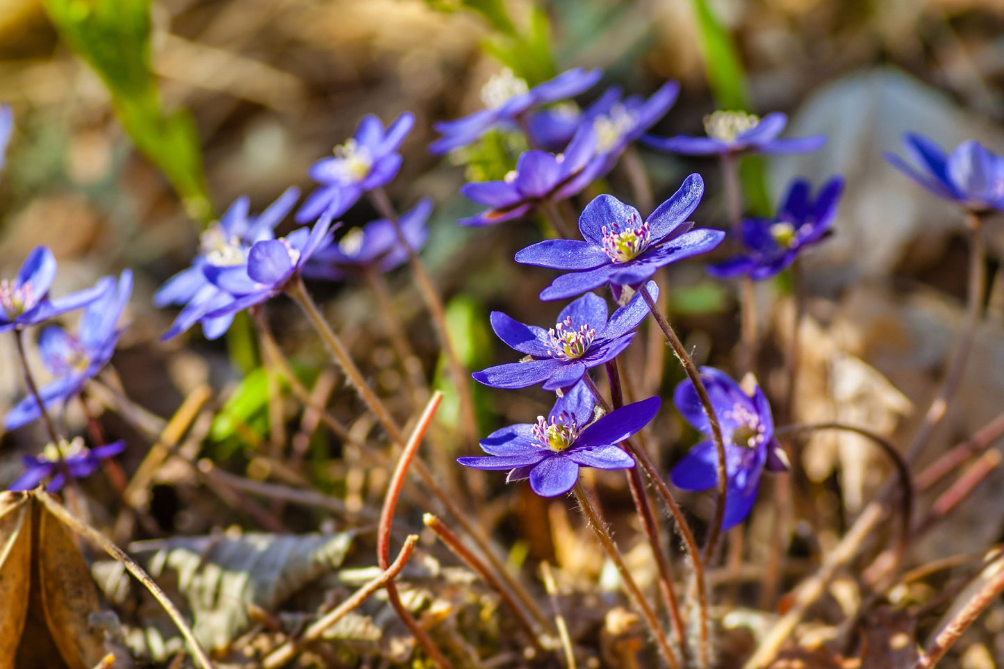 Blue Anemone Essential Oil /Origin Turkey