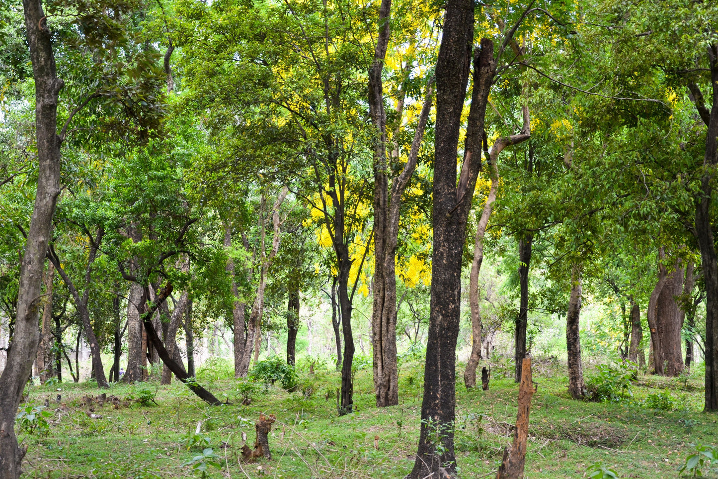 Pure Indian Sandalwood