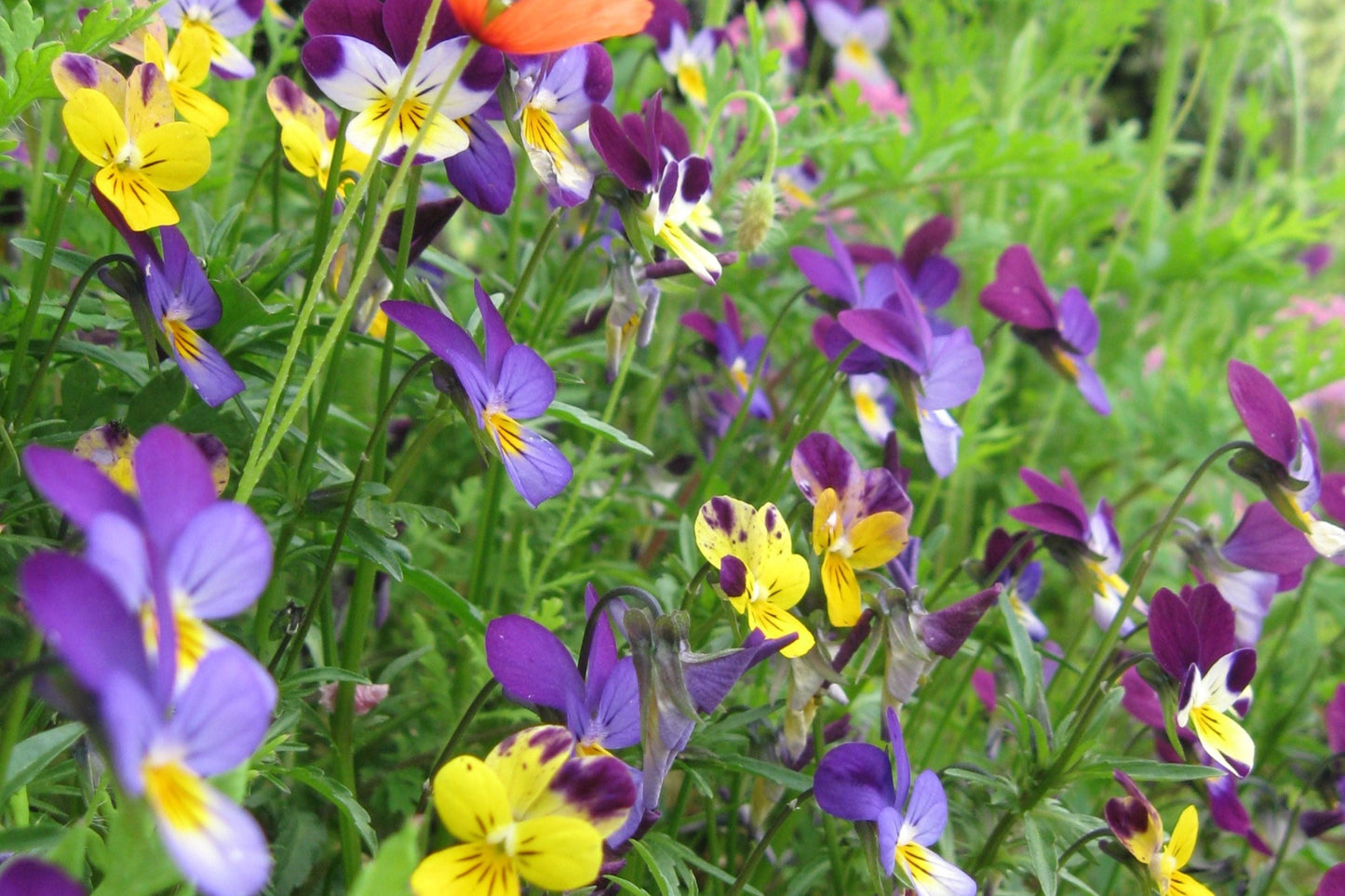 Wild Pansy Pure Essential Oil / Origin Turkey