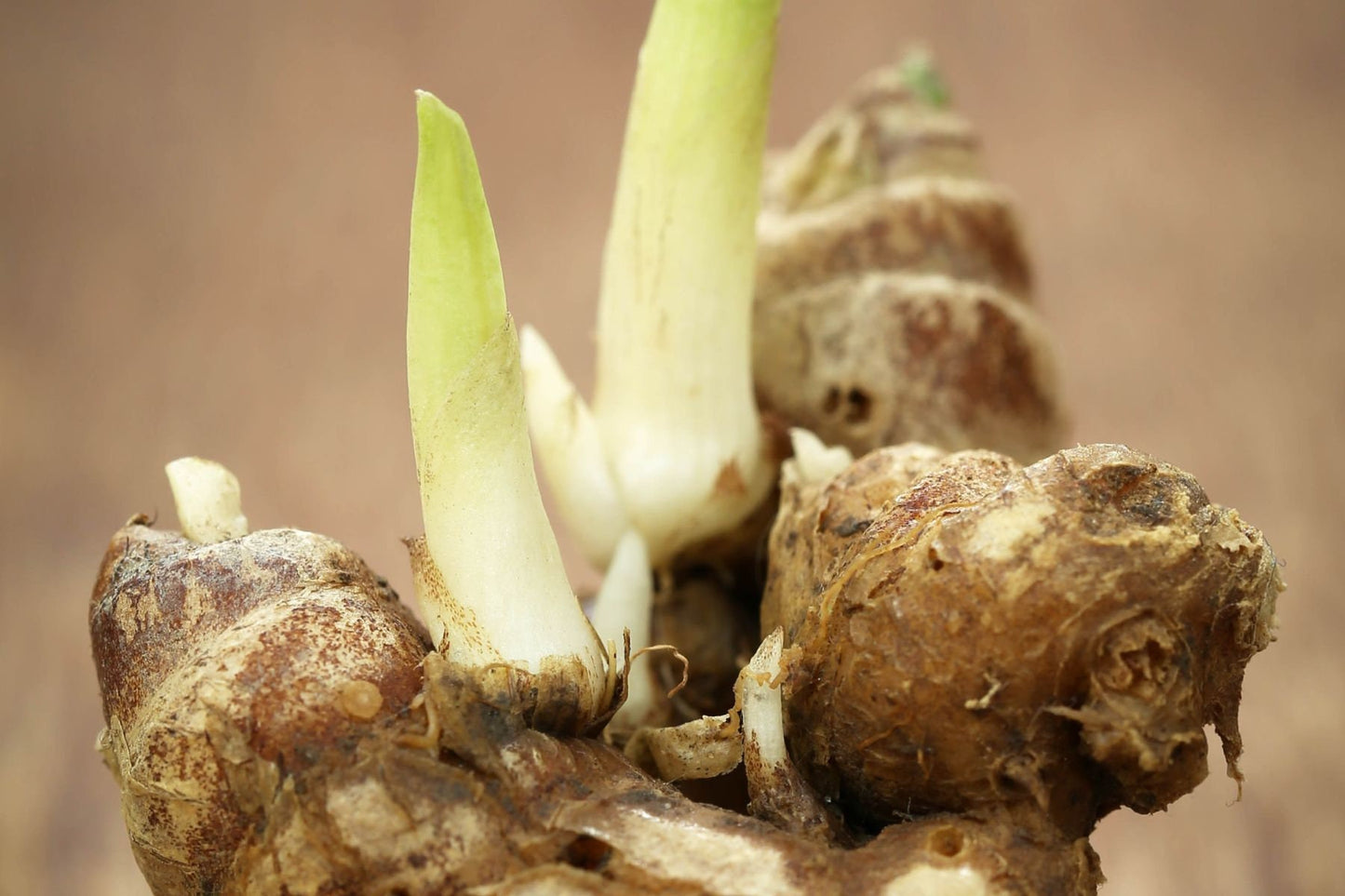 Galangal Pure Essential Oil